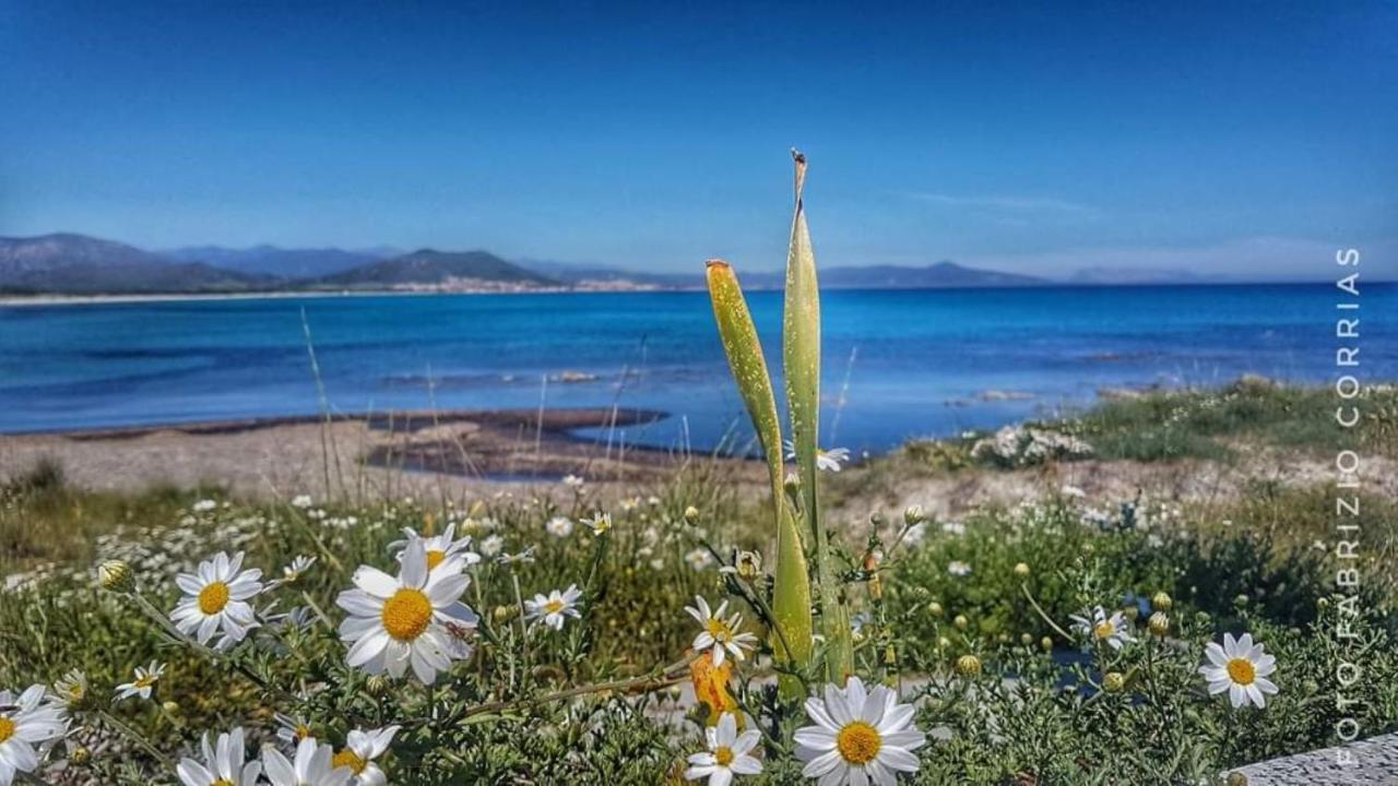Monolocale Yellow سينيسكولا المظهر الخارجي الصورة